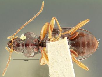 Media type: image;   Entomology 33069 Aspect: habitus ventral view
